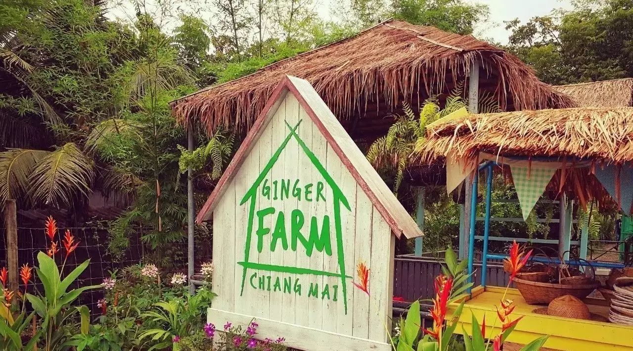 【清邁】GINGER FARM里的泰國農家樂，可以舉辦生日趴體，10月份假期日托班信息在貼底-七不姜 生姜養生網-明德CSA生態姜園&明安農業