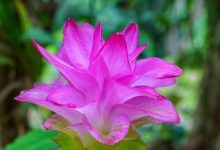 世界最大姜園在廣州，帶你到植物園看“大莪術”-七不姜 生姜養生網-明德CSA生態姜園&明安農業