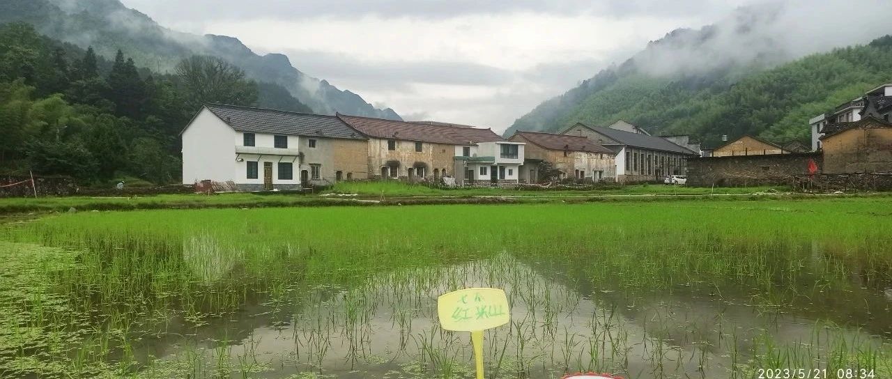 姜園鄉土夏日忙 只為金秋好豐收!(●'?'●)5月春耕春播 2023年七不姜預售預定-七不姜 生姜養生網-明德CSA生態姜園&明安農業