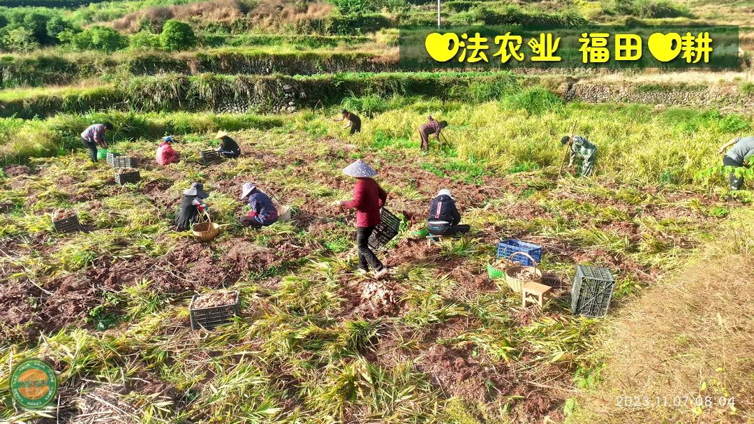 九月中秋套裝好禮!送人參酒!中秋快樂!生姜 大米優惠“卷” 經濟下行送劵