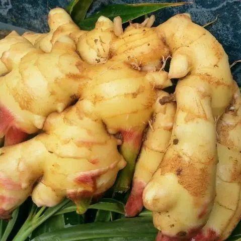 教你正確存放生姜鮮姜方法,放一個月都新鮮,真是太厲害了-七不姜 生姜養生網-明德CSA生態姜園&明安農業