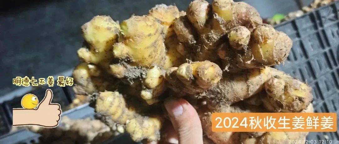 (廣告)雙12特惠促銷 慶祝七不姜秋收完成-七不姜 生姜養生網-明德CSA生態姜園&明安農業