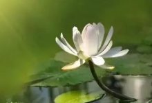 案例分享：幫助耄耋老人走的更安詳的案例-七不姜 生姜養生網-明德CSA生態姜園&明安農業