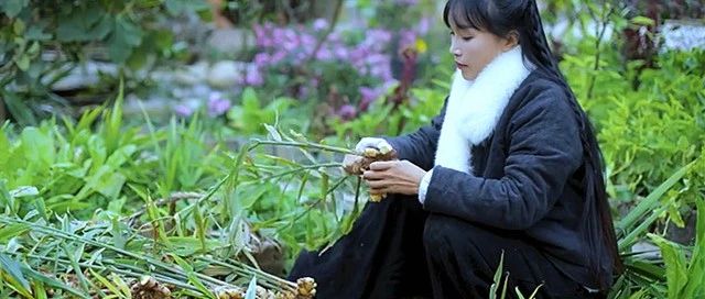 不知如何吃姜?李子柒做成了不同的美味!-七不姜 生姜養生網-明德CSA生態姜園&明安農業