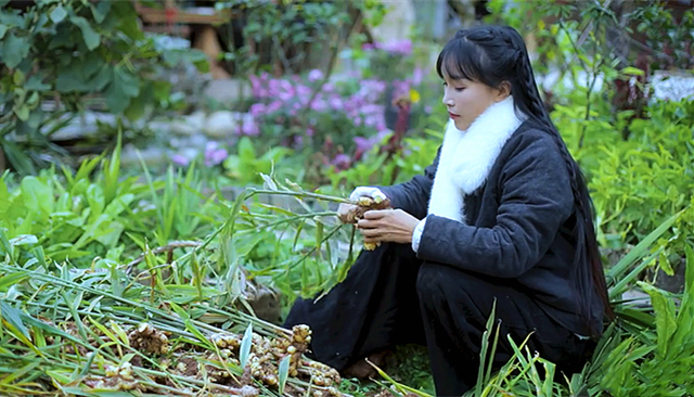 不知如何吃姜？李子柒做成了不同的美味！