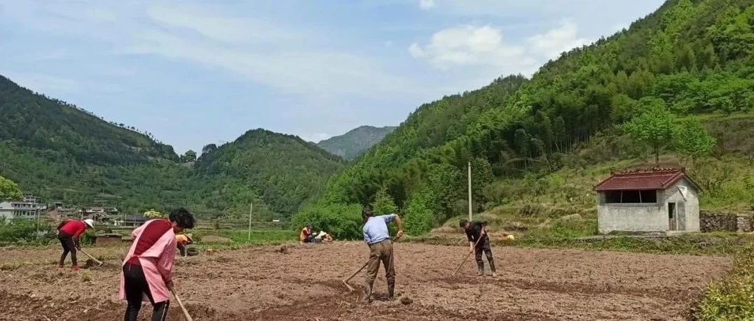薑有佛心 還有孝道。生姜就是“富貴竹”。家庭盆栽種植生姜催芽技術分享，成功率百分百，操作也非常簡單-七不姜 生姜養生網-明德CSA生態姜園&明安農業