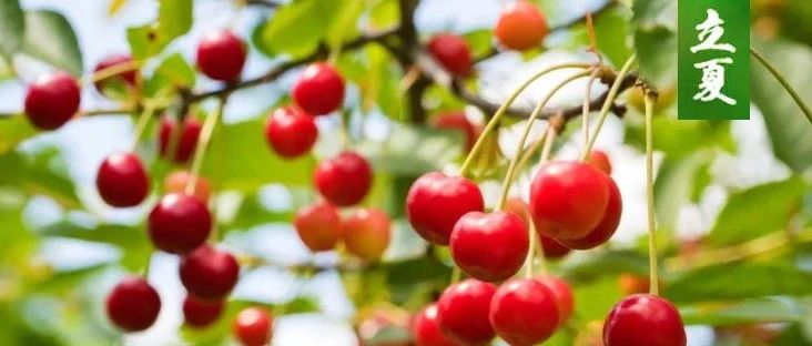 順時養生 | 立夏食養 · 萬物并秀，提升陽氣的好時機-七不姜 生姜養生網-明德CSA生態姜園&明安農業