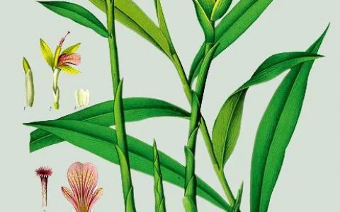 《燕山夜話》:姜夠本 雜文集 作者馬南邨(本名鄧拓)-七不姜 生姜養生網-明德CSA生態姜園&明安農業