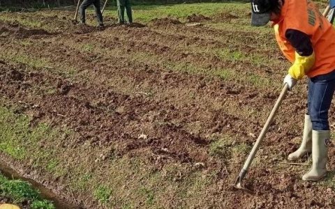 姜/薑：果珍李柰 菜重芥薑。許慎《說文》，《齊民要術》“種姜”-七不姜 生姜養生網-明德CSA生態姜園&明安農業