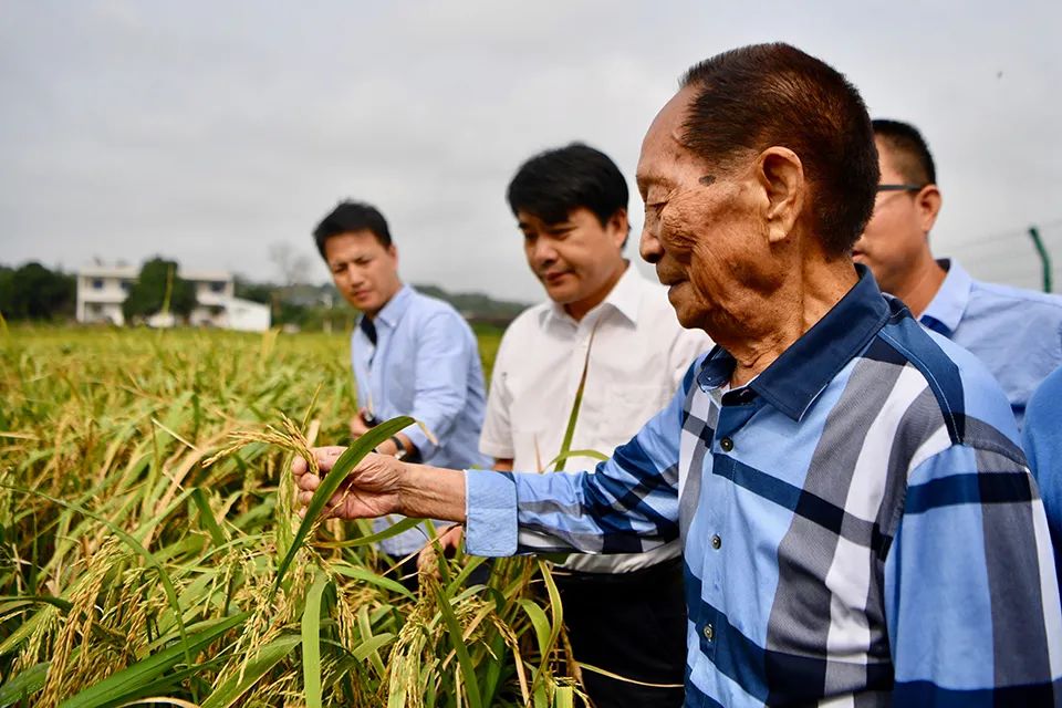 逝者|袁隆平:希望農民從土地上徹底解脫出來 逝者|袁隆平:希望農民從土地上徹底解脫出來