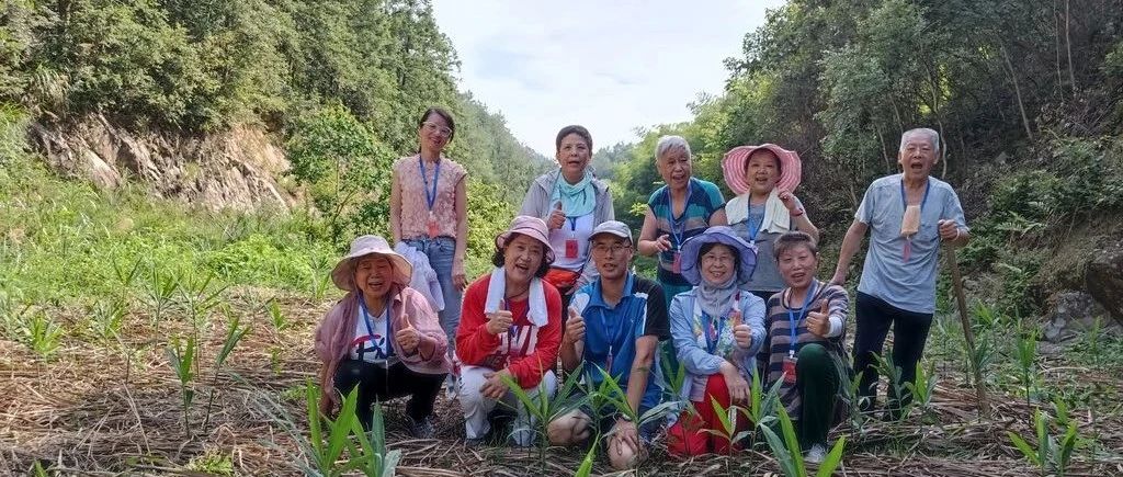 浙江仙居 七不姜 鮮姜 姜片 姜粉秋收 五折預售特惠 2023.8-七不姜 生姜養生網-明德CSA生態姜園&明安農業
