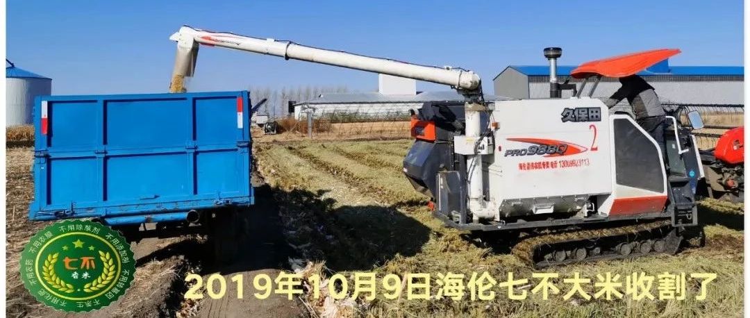 【海倫七不水稻秋收報恩健康行】海倫寒地黑土七不香稻秋收采風 2020.10.24-七不姜 生姜養生網-明德CSA生態姜園&明安農業