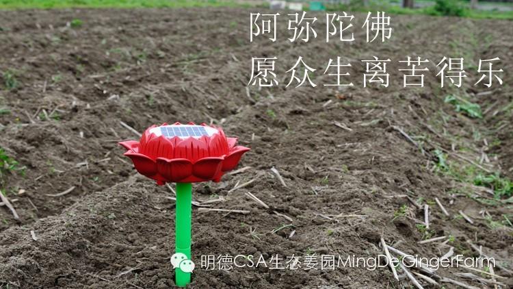 明德生態姜園理念及莊嚴承諾-七不姜 生姜養生網-明德CSA生態姜園&明安農業