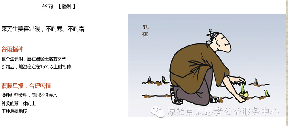 原始點姜的應用