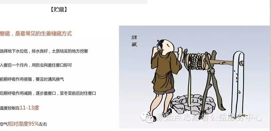 原始點姜的應用