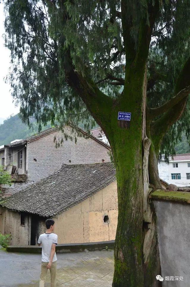 傳統村落--溪港鄉仁莊村（古村行013）- 秀美仙居 慈孝仁莊 明德生態姜園“七不”良心小黃姜發源地