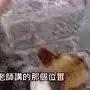 寵物犬案例(張醫師處理)(簡體版)-七不姜 生姜養生網-明德CSA生態姜園&明安農業