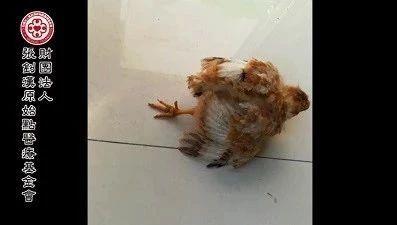 幼雞無法站立案例-七不姜 生姜養生網-明德CSA生態姜園&明安農業