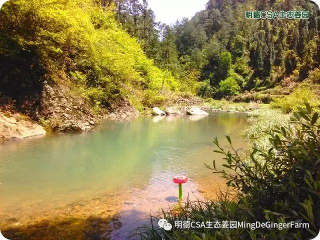 傳統村落--溪港鄉仁莊村（古村行013）- 秀美仙居 慈孝仁莊 明德生態姜園“七不”良心小黃姜發源地