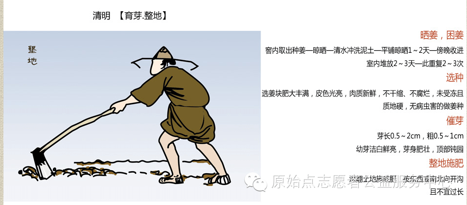 原始點姜的應用