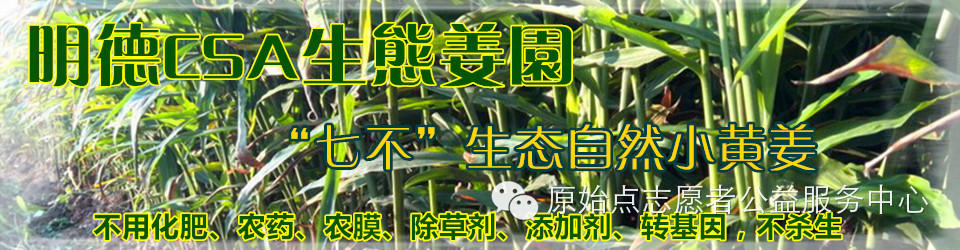 原始點姜的應用