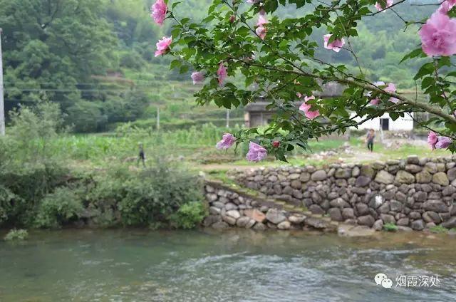 傳統村落--溪港鄉仁莊村（古村行013）- 秀美仙居 慈孝仁莊 明德生態姜園“七不”良心小黃姜發源地