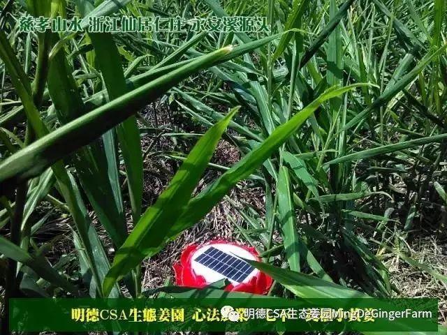 傳統村落--溪港鄉仁莊村（古村行013）- 秀美仙居 慈孝仁莊 明德生態姜園“七不”良心小黃姜發源地