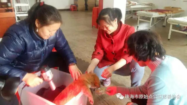 動物案例分享：原始點調理小狗狗受涼感冒拉肚子的案例