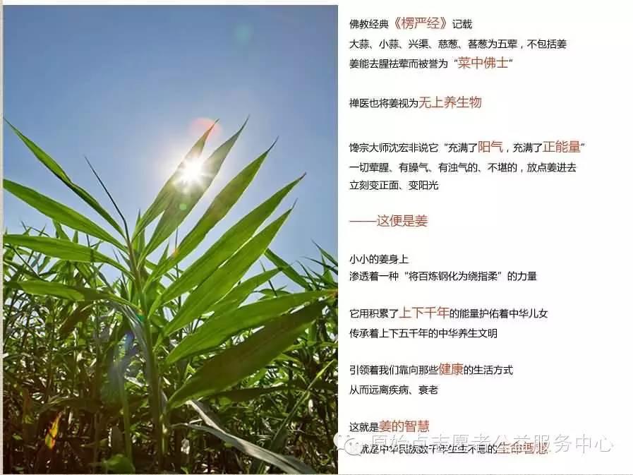 原始點姜的應用