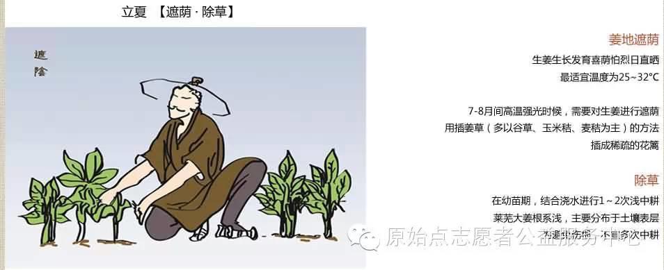 原始點姜的應用
