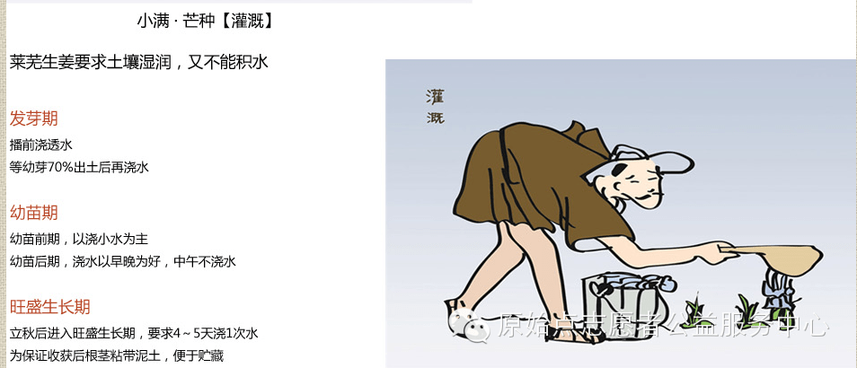原始點姜的應用