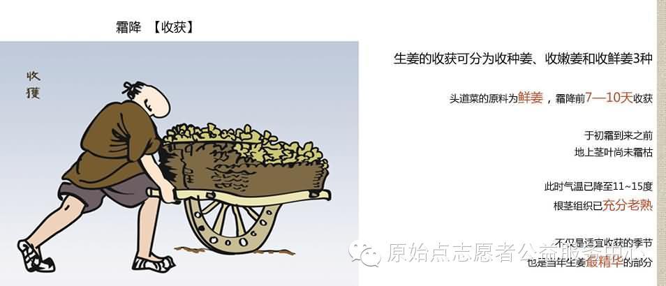 原始點姜的應用