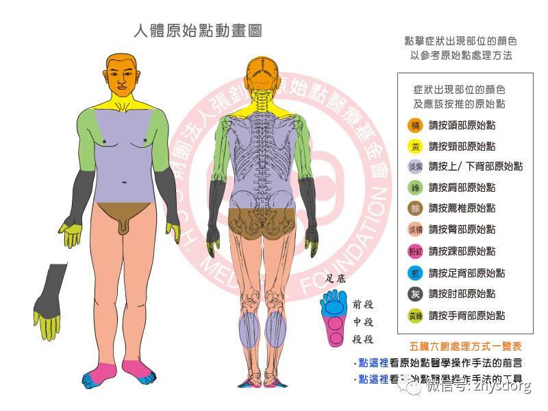 怎樣給自己按背部的原始點？ 原始點生活小善用-七不姜 生姜養生網-明德CSA生態姜園&明安農業