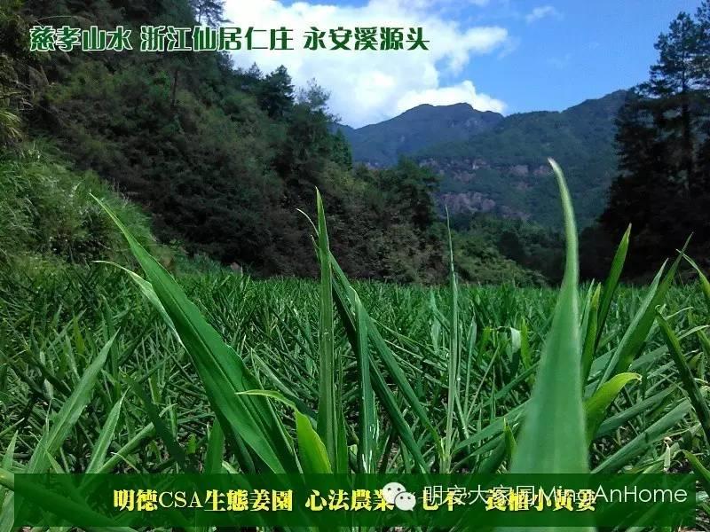 原始點 “三葆”及“不敢為天下先”-七不姜 生姜養生網-明德CSA生態姜園&明安農業