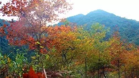 仙居還有這樣的風景!你有沒有去過？- 秀美仙居 慈孝仁莊 明德生態姜園“七不”良心小黃姜發源地-七不姜 生姜養生網-明德CSA生態姜園&明安農業