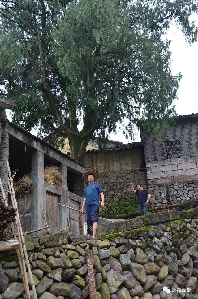 傳統村落--溪港鄉仁莊村（古村行013）- 秀美仙居 慈孝仁莊 明德生態姜園“七不”良心小黃姜發源地