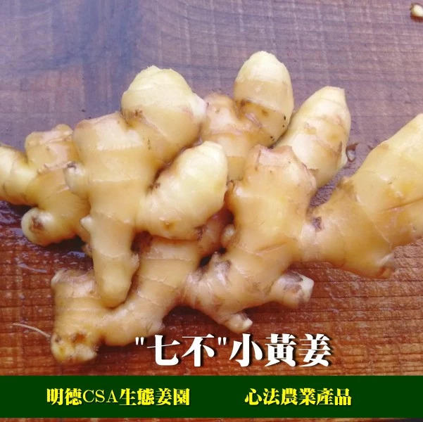 預售團購2018年11月‘七不’小黃姜鮮姜5斤 明德生態姜園心法農業恭獻-七不姜 生姜養生網-明德CSA生態姜園&明安農業