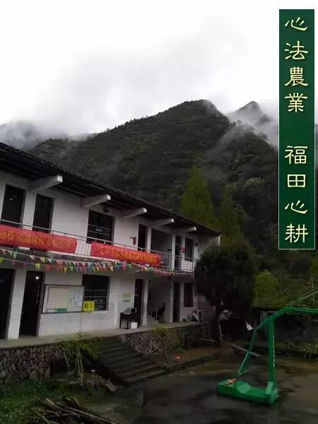 明安'七不'小黃姜 2018姜種1斤 心法農業明德姜園精選培育三代2017年留純種