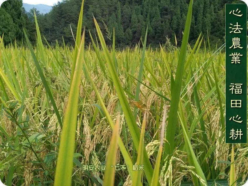 世上第一代心法農業、福田心耕之“七不”生態水稻由明安農業恭獻-七不姜 生姜養生網-明德CSA生態姜園&明安農業
