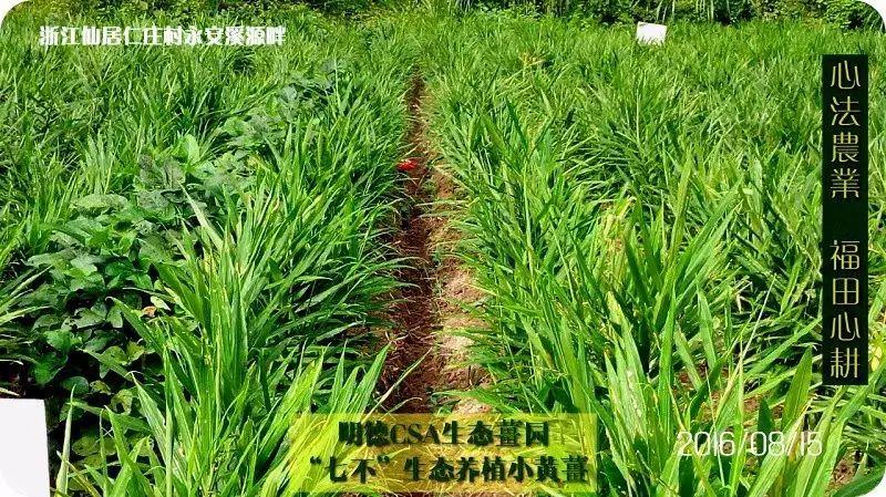 心法農業 明德CSA生態姜園