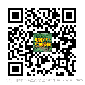 姜的應用 : 姜膏制作及應用案例 姜的應用 : 姜膏制作及應用案例