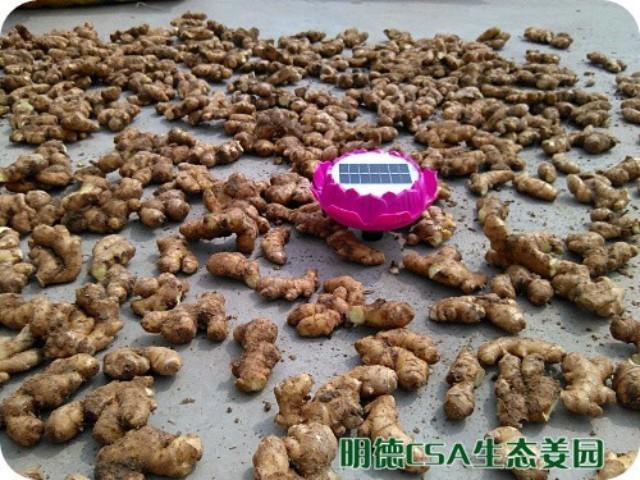 簡報：3.5-3.28日 姜園選購 篩選 晾曬姜種3萬5千斤-七不姜 生姜養生網-明德CSA生態姜園&明安農業