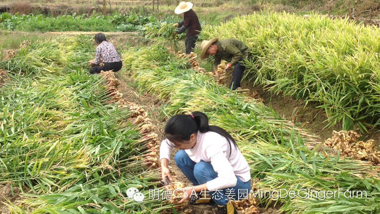 CSA會員鮮姜認購勞動份額&配送份額（1月份）