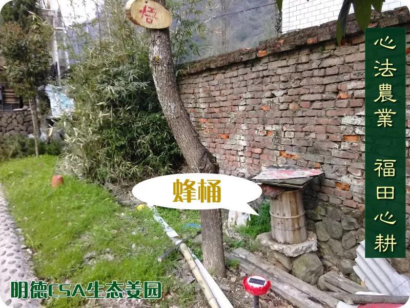 團購姜丸 純正“七不”小黃姜姜丸原始點保健食用內熱源 100克加送25克 特級恭制