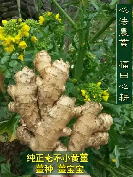 明安'七不'小黃姜 2018姜種1斤 心法農業明德姜園精選培育三代2017年留純種