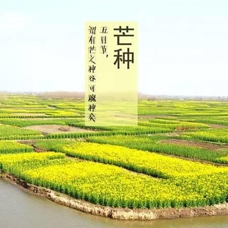 俗語說:芒種食姜,醫生不忙。 俗語說:芒種食姜,醫生不忙。