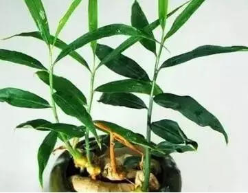 家里種生姜，全家都安康! 盆栽姜 有竹韻！-七不姜 生姜養生網-明德CSA生態姜園&明安農業