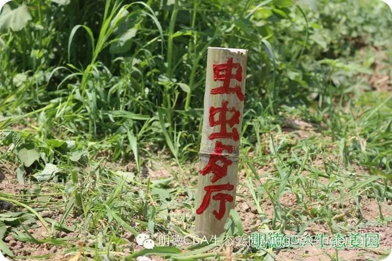 明德生態姜園“七不”生態小黃姜鮮姜10斤份額 包郵預售特惠 全年免費代存儲