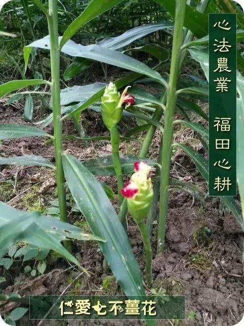 原始點醫療保健中 姜的應用2018.8 V13