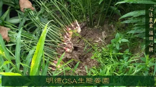 9月新鮮嫩姜新上市了！ ‘七不’生態小黃姜生姜 嫩姜1斤 純正無污染鮮嫩小土姜 明安心法農業 福田心耕